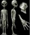 /album/imagenes-/et-gris-jpg/